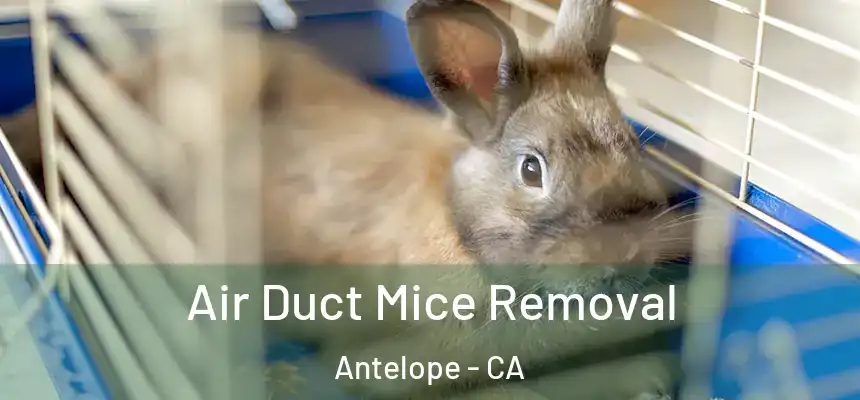  Air Duct Mice Removal Antelope - CA
