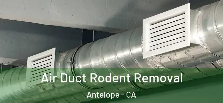 Air Duct Rodent Removal Antelope - CA